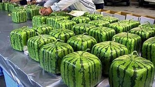 Amazing Food Processing  How Its Made Watermelons Factory [upl. by Anole]