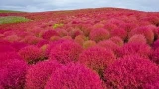 How to Germinate and Grow Japanese Pink Kochia Scoparia Grass Seeds  part 2 [upl. by Meedan]