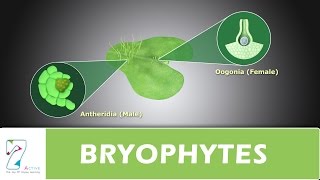 BRYOPHYTES [upl. by Nesahc]