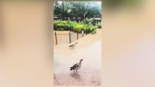 San Antonio Zoo asks for help after heavy flooding [upl. by Cornwall]