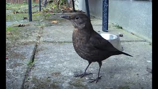 Vögel im Garten  Birds in the garden  Fugle i haven [upl. by Esojnauj]