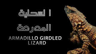 armadillo Girdled Lizard السحلية المدرعة [upl. by Basilius]