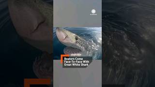 WATCH Great White Shark Comes FacetoFace With Boaters Then Eats Whale Carcass [upl. by Lahcsap]