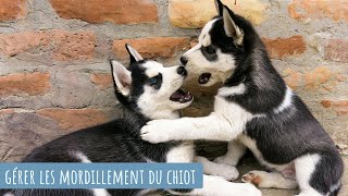 COMMENT GÉRER LES MORDILLEMENTS DU CHIOT [upl. by Wernick383]