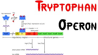 Trp operon  Tryptophan Operon in bacteria [upl. by Ahsiek]