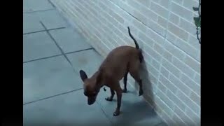 Dog Poops On Wall And It Sticks 😂😱 [upl. by Atcele834]