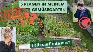 Sowas habe ich noch nie erlebt 5 Plagen in unserem Gemüsegarten  Fällt die Ernte aus [upl. by Oznecniv]