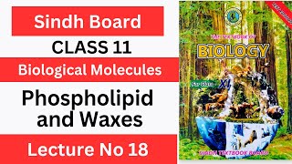 Phospholipids and Waxes Class 11 Chp1 Biological Molecules  Sindh text book board [upl. by Hendel]