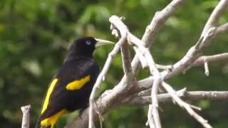 Oropéndola Cacicus cela  Parque Nacional del Manú Perú [upl. by Annahvas]