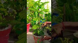 How to Care Araucaria plant🌲  christmas Tree viral mygarden trending plants christmas shorts [upl. by Asilec948]