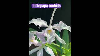 Cattleya maxima coerulea Gigi x Angelo [upl. by Nauqan]