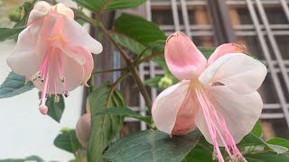 94Fuchsia flowers how to grow and care [upl. by Coretta]