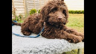 Rolo  10 Week Old Australian Labradoodle  6 Weeks Training amp Socialisation [upl. by Lalittah]