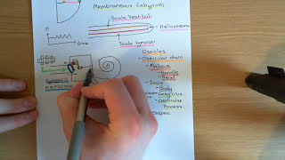 The Auditory System Part 4 [upl. by Rentschler399]