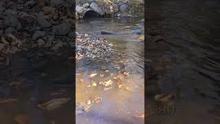 Unclogging A Culvert Flooding Downstream [upl. by Notneuq65]