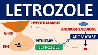 Letrozole  Mechanism side effects precautions and uses [upl. by Llenoj]