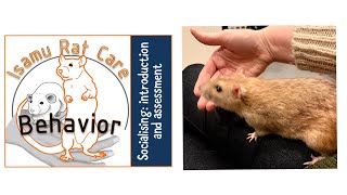 Socialising rats 1 introduction and assessment [upl. by Anole]