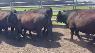 Ormley Steer Yearlings nm [upl. by Flosser]