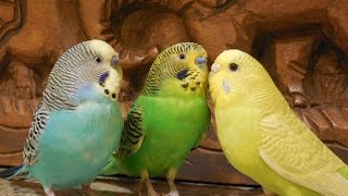 Male parakeets use their songs to attract female parakeets 10 Hr Nature bird sounds [upl. by Ahiel936]