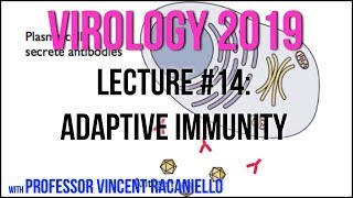 Virology Lectures 2019 14 Adaptive Immunity [upl. by Tybald]