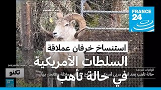 السلطات الأمريكية في حالة تأهب بسبب نسل خروف عملاق استنسخه مربي مواشي أمريكي بشكل غير قانوني [upl. by Elleirb]