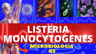 LISTERIA MONOCYTOGENES  MICROBIOLOGIA BACTÉRIAS PATOGÊNICAS  INFECÇÕES ALIMENTARES [upl. by Noraed]