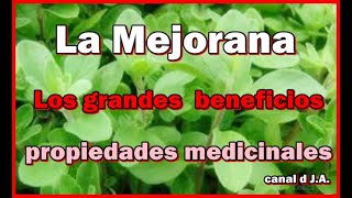 La Mejorana Los grandes beneficios y propiedades medicinales [upl. by Origra843]