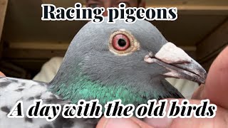 A day with the old birds  Racing pigeons Eyes [upl. by Arodaeht]