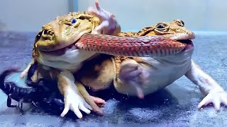 2 Asian Bullfrog Compete for Their Big Snake Mr Frog Live Feeding [upl. by Gui644]