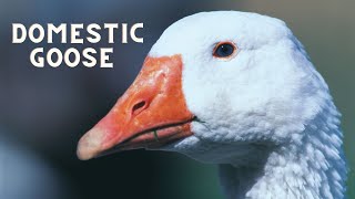 What sound does a goose make Domestic goose sound honk hiss call [upl. by Rickert185]