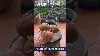 Potato 🥔 Farming Trick  us potato farming secrets shorts agriculture farming [upl. by Kolosick]