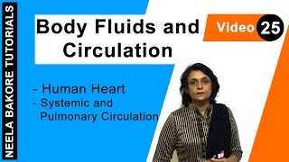 Body Fluids and Circulation  NEET  Human Heart  Systemic and Pulmonary Circulation  Neela Bakore [upl. by Latimer345]