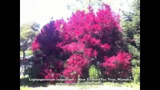 Leptospermum scoparium  New Zealand Tea Tree Manuka [upl. by Holey]