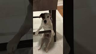 Jack Russel Terrier Gets Stuck Under Chair  1529757 [upl. by Orten]