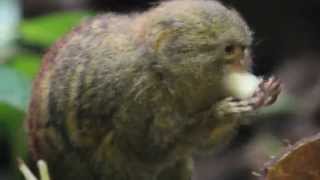 Dwergzijdeaapje ZOO Antwerpen  Pygmy marmoset monkey ZOO Antwerpen [upl. by Yboj]