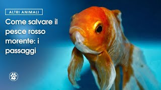 Come salvare il pesce rosso morente i passaggi  Amoreaquattrozampeit [upl. by Nawuj246]