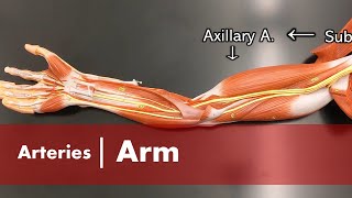 Arteries of the Arm [upl. by Og]