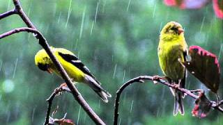 Relaxing Sounds of Rain amp Thunder for Relaxation Meditation Sleep healing [upl. by Idnim]