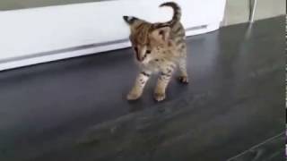 Tiny Serval Learns How to Play [upl. by Alliuqal]