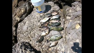 Oxnard Beach Fishing Different Species Of Fishes [upl. by Dionne]