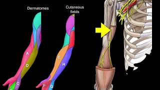 Dermatomes and Cutaneous fields [upl. by Purvis]