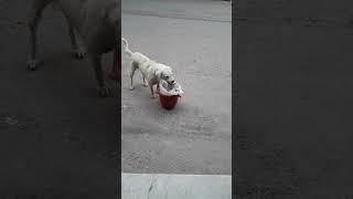 Dog Fighting for Food Who Wins dog viralvideo shorts youtubeshorts ytshorts trendingshorts [upl. by Ardie]