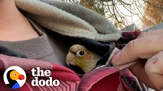 Guy Surprises His wife With A Rescue Bird  The Dodo [upl. by Yemane]