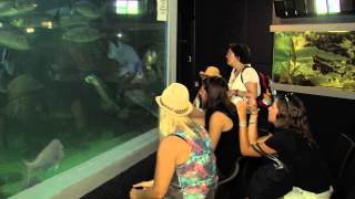 Merimbula Wharf Aquarium and Restaurant by Grasshopper Travel [upl. by Polik]