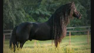 Friesian Horses [upl. by Aisylla]