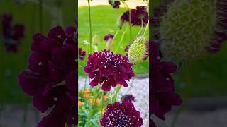 Scabiosa atropurpurea flowergarden flowers flower [upl. by Uchida]