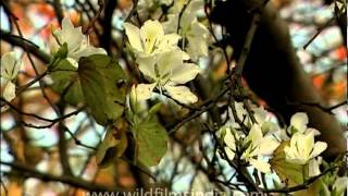 Indian Kachnar or Bauhinia tree in full flower [upl. by Ynnep455]