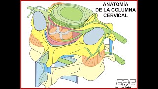 Anatomía de la columna cervical [upl. by Eilrebma]