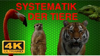 SYSTEMATIK DER TIERE ZUSAMMENFASSUNG [upl. by Eelyahs]