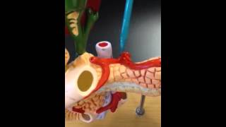 Part 1 Anatomy arteries and veins on digestive systemintestinal model [upl. by Ellicec27]